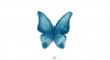 Papillon x5