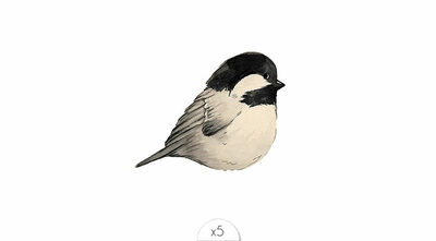 Chickadee x5