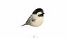 Chickadee x5