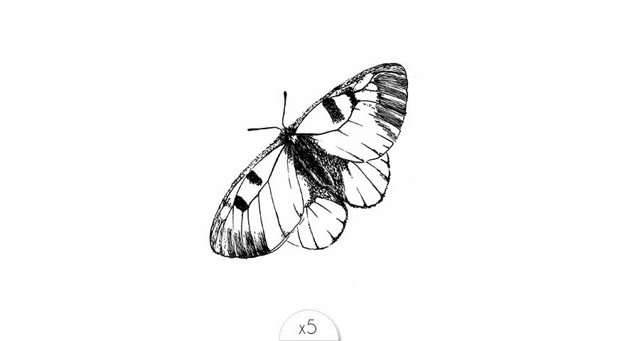 Black butterfly x5