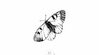 Papillon noir x5