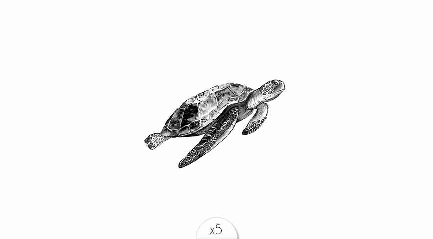 Tortue x5