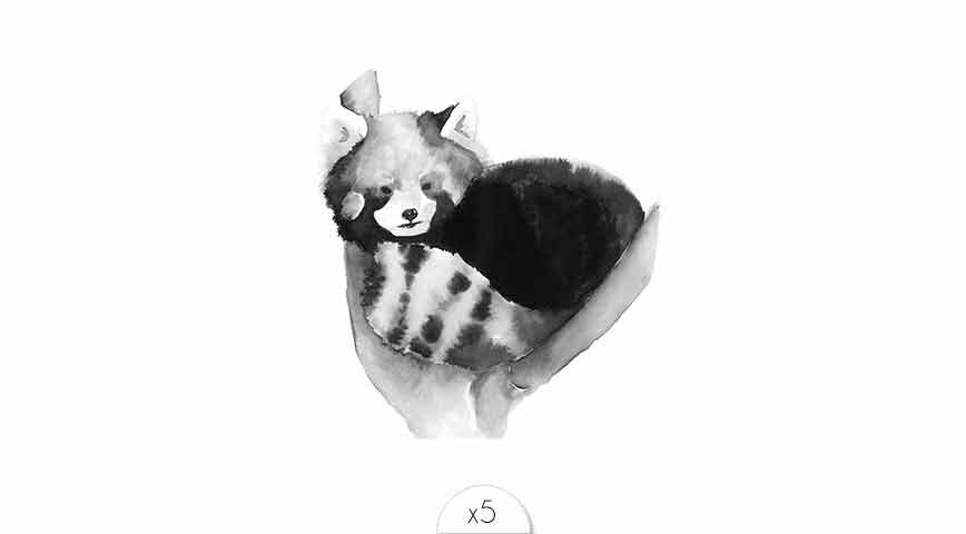 Panda roux x5