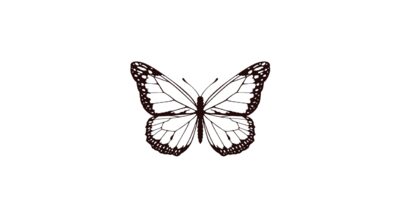 Papillon nocturne x5