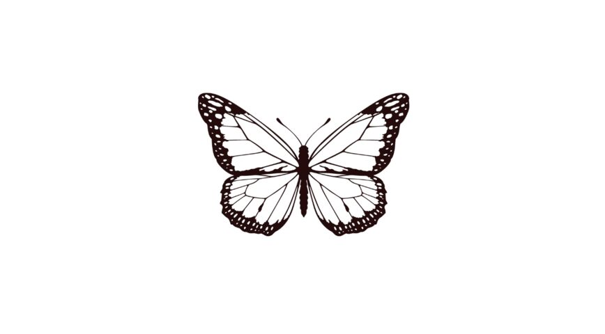 Papillon nocturne x5
