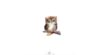 Le Hibou x5