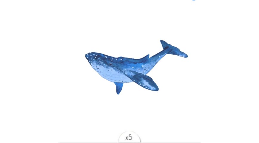 La baleine bleue x5