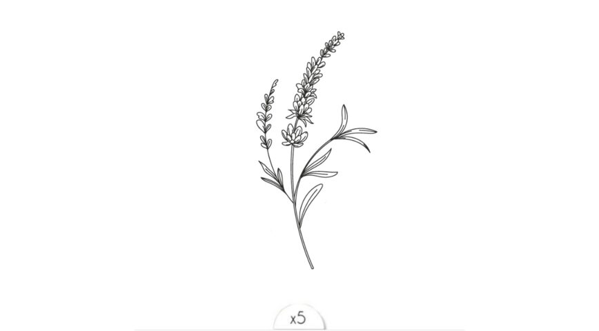 Lavender sprig x5