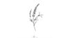 Lavender sprig x5