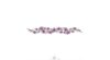 Bracelet de fleurs violettes x5