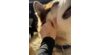 Pattes d'animaux x5