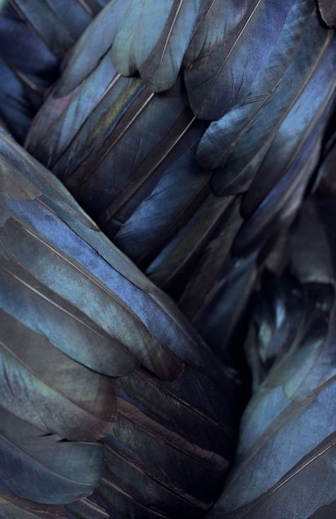 de délicates plumes mêlant tons foncés à de beaux reflets